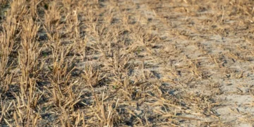 Aut. Ansarrio z Freepik